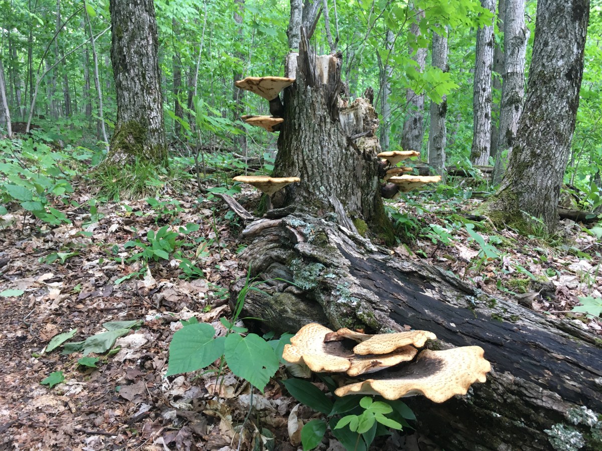 Canada – Bruce Trail End-to-End Week&nbsp;2